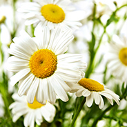 Natural Camomile