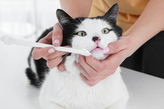 Frequency of cat brushing teeth and the choice of toothpaste and toothbrush