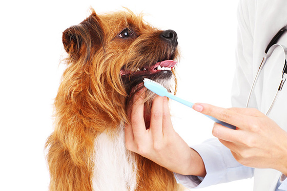 How to give oral care to dogs?