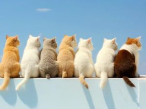 Cat Lovers’ Day: Love in Action & Advocacy