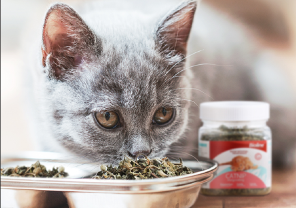 Catnip Leaves: A Mini Encyclopedia